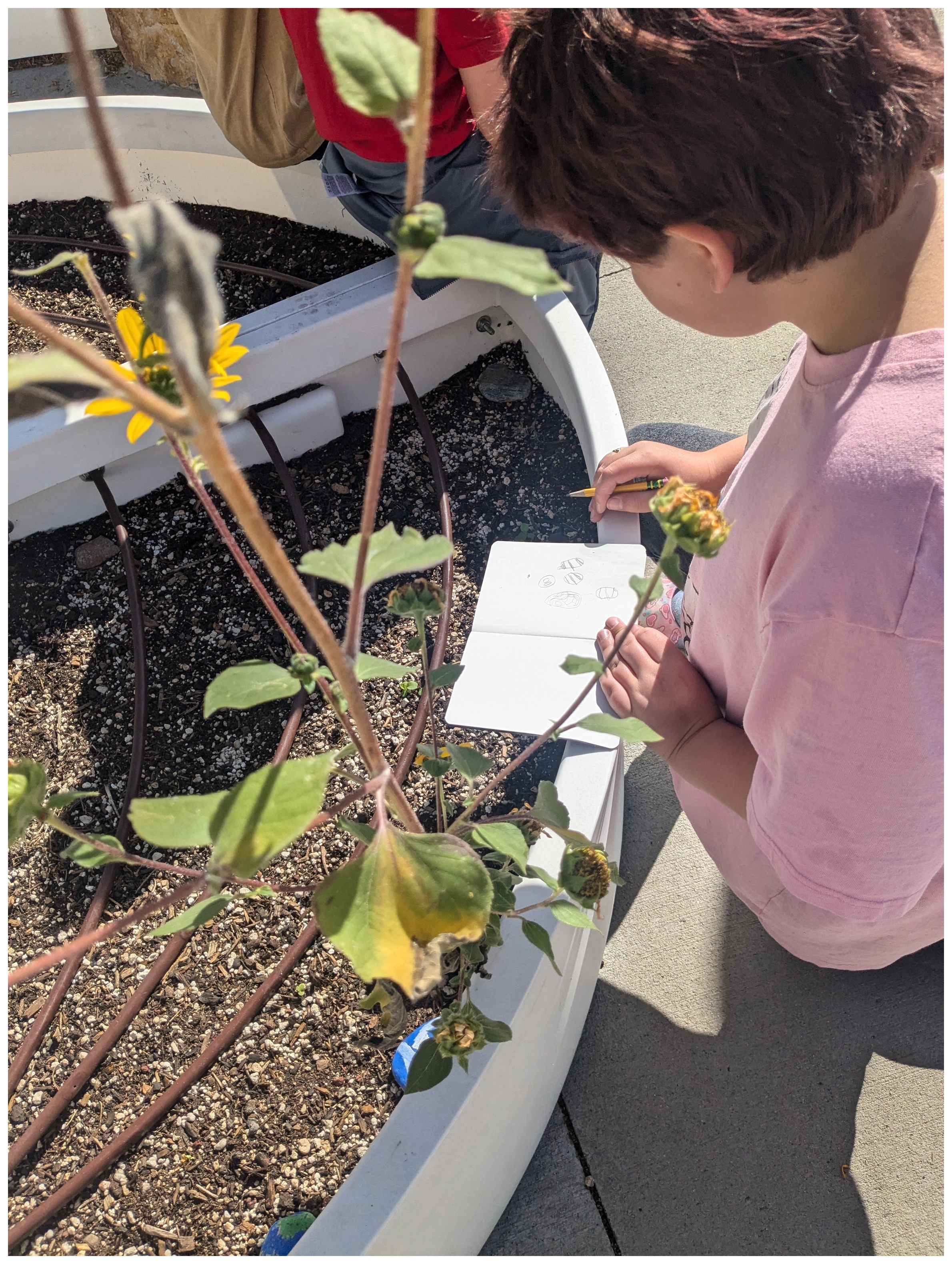 Student Outside Drawing Plants for Science